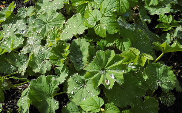 Foto: Ute Bernhardt, Lizenz: Ute Bernhardt