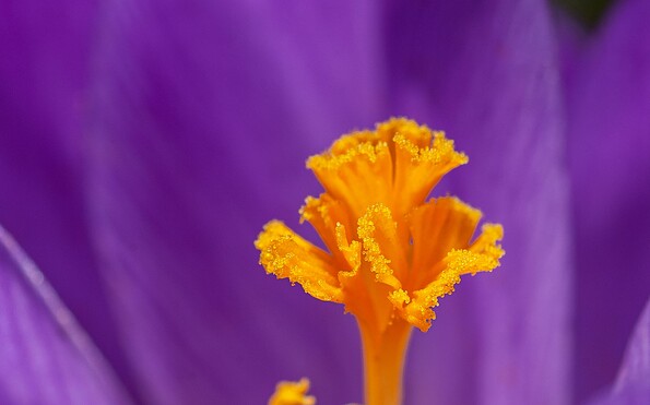 Foto: Yoksel Zok, Lizenz: Yoksel Zok / unsplash