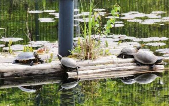 Foto: Interessengemeinschaft Wappentier Grünheide (Mark) , Lizenz: Interessengemeinschaft Wappentier Grünheide (Mark)
