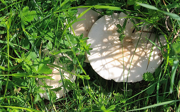 Foto: Angelika und Rüttger Schrörs, Lizenz: Angelika und Rüttger Schrörs / NABU Naturgucker