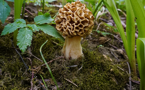 Foto: Stefanie Schommer, Lizenz: Stefanie Schommer / NABU Naturgucker