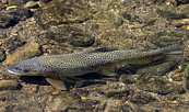 Foto: Martin Krauß, Lizenz: Martin Krauß / NABU Naturgucker