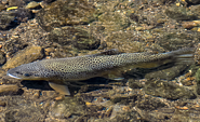 Foto: Martin Krauß, Lizenz: Martin Krauß / NABU Naturgucker