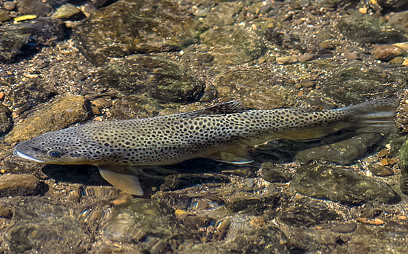 Foto: Martin Krauß, Lizenz: Martin Krauß / NABU Naturgucker