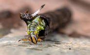 Foto: Ulrich Sach, Lizenz: Ulrich Sach / NABU Naturgucker