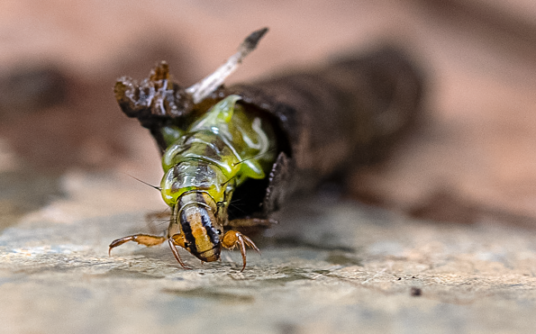 Foto: Ulrich Sach, Lizenz: Ulrich Sach / NABU Naturgucker