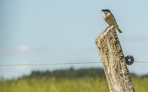 Foto: Steffen Bohl, Lizenz: Landesamt für Umwelt Brandenburg