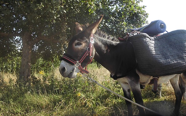 Foto: Jan Prowaznik, Lizenz: Eselnomaden