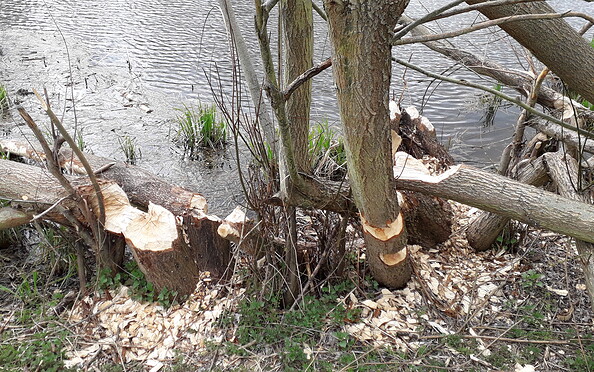 Foto: Michael Temme, Lizenz: Michael Temme