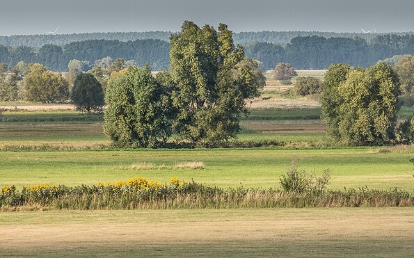 Foto: Steffen Bohl, Lizenz: Landesamt für Umwelt Brandenburg