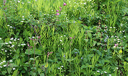 Grüne Kräuterküche – sammeln, kochen und genießen