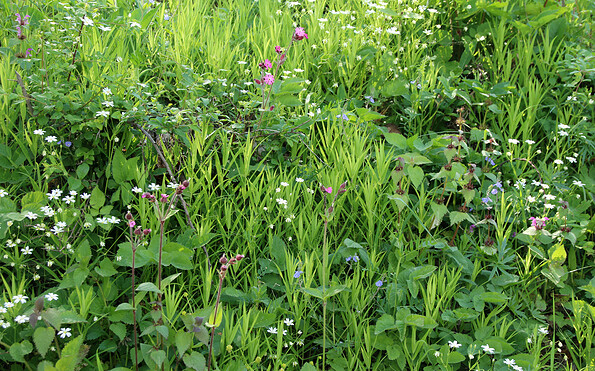 Foto: NABU/Eric Neuling