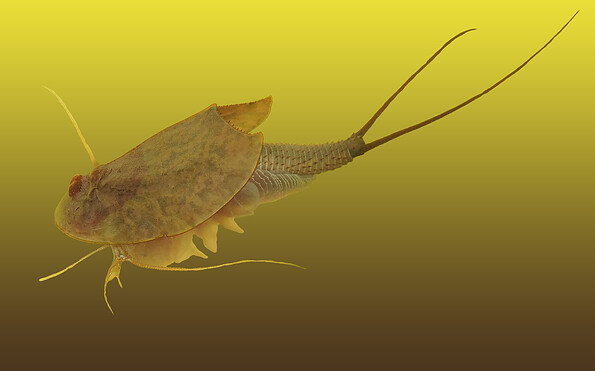 Foto: Sophie Desaga, Lizenz: NaturSchutzFonds Brandenburg