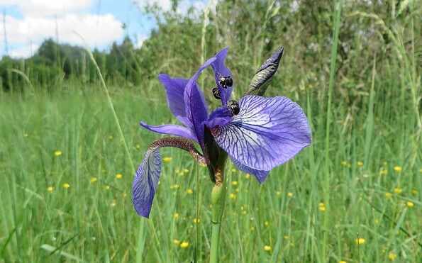 Foto: Martina Wagner, Lizenz: Martina Wagner