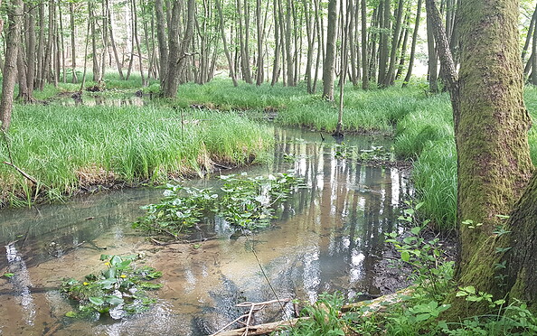 Foto: Andreas Lauter, Lizenz: NaturSchutzFonds Brandenburg