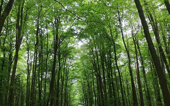 Foto: Thomas Andrezak