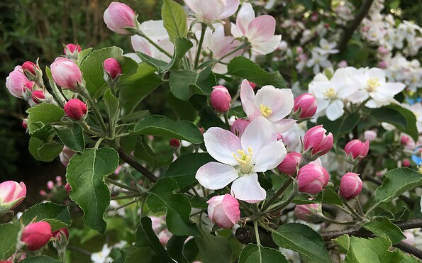Foto: Susan Gutperl, Lizenz: Tourismusverband Fläming e.V.