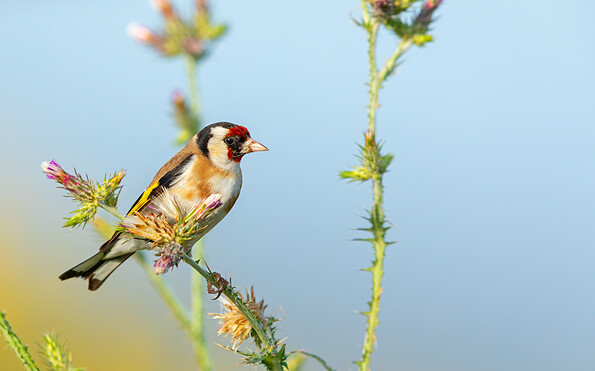 Foto: Mathias Schäf, Lizenz: NABU