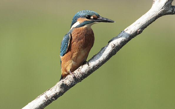 Foto: Dieter Damschen, Lizenz: Trägerverbund Burg Lenzen e.V.