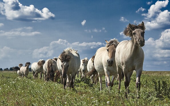 Foto: Michael Handelmann, Lizenz: Trägerverbund Burg Lenzen e.V.