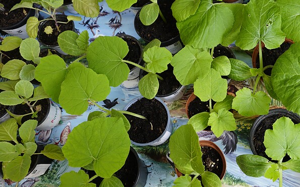 Foto: Anne Fronia, Lizenz: NABU-Rühstädt