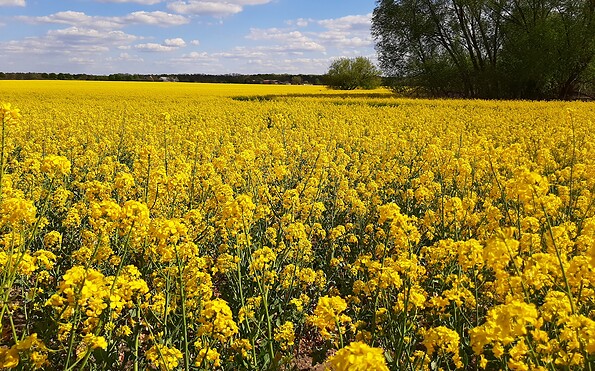 Foto: Petra Steffen, Lizenz: Tourist-Information Lindow (Mark)