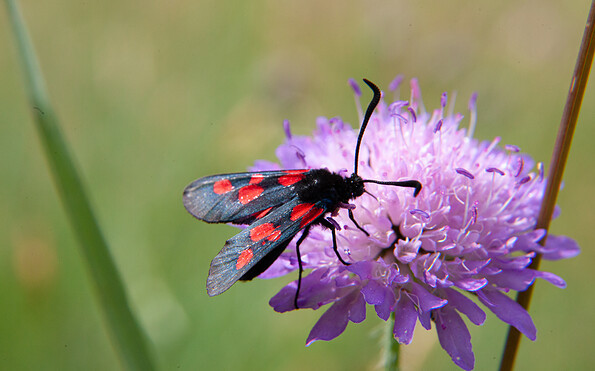 Foto: Frank Schröder, Lizenz: Stiftung Naturschutzfonds Brandenburg