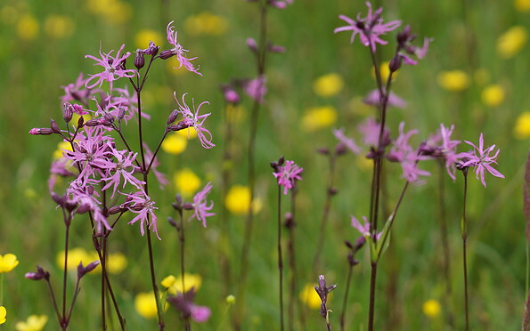 Foto: Frank Kuba, Lizenz: NaturSchutzFonds