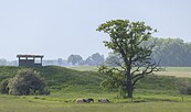 Foto: Dieter Damschen, Lizenz: Trägerverbund Burg Lenzen e.V.