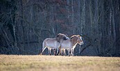 Foto: Ingolf König, Lizenz: Infolf König/Heinz Sielmann Stiftung