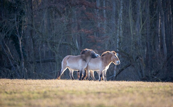 Foto: Ingolf König, Lizenz: Infolf König/Heinz Sielmann Stiftung