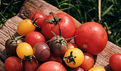 Foto: PlantAge eG, Lizenz: PlantAge eG