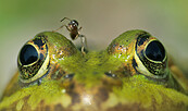 Foto: Gerwin Bärecke, Lizenz: Gerwin Bärecke / NABU Naturgucker