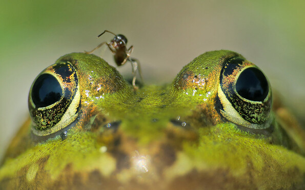 Foto: Gerwin Bärecke, Lizenz: Gerwin Bärecke / NABU Naturgucker