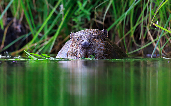 Foto: Lerch Ulmer, Lizenz: Stiftung Naturschutzfonds Brandenburg