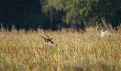 Foto: Frank Kuba, Lizenz: Stiftung Naturschutzfonds Brandenburg