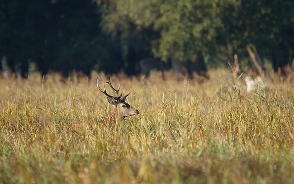 Foto: Frank Kuba, Lizenz: Stiftung Naturschutzfonds Brandenburg