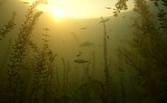 Foto: Tauchclub Guben e.V., Lizenz: Tauchclub Guben e.V.