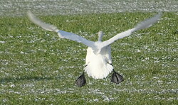 Faszination Vogelzug