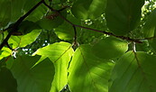Foto: Christina Winter, Lizenz: Stiftung NaturSchutzFonds Brandenburg