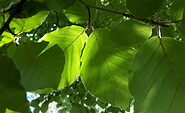 Foto: Christina Winter, Lizenz: Stiftung NaturSchutzFonds Brandenburg
