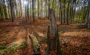 Foto: Johannes Müller, Lizenz: Stiftung NaturSchutzFonds Brandenburg