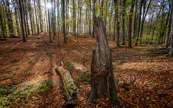 Foto: Johannes Müller, Lizenz: Stiftung NaturSchutzFonds Brandenburg