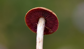Foto: Jann Wübbenhorst, Lizenz: Jann Wübbenhorst / NABU Naturgucker
