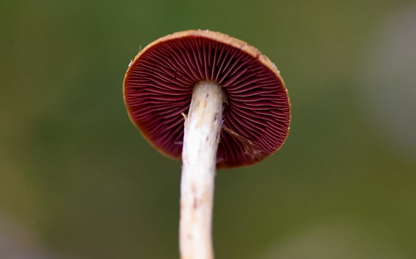 Foto: Jann Wübbenhorst, Lizenz: Jann Wübbenhorst / NABU Naturgucker