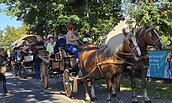 Hab den Wage voll gelade..... Kutschfahrt Oderbruch zum Ziegenhof