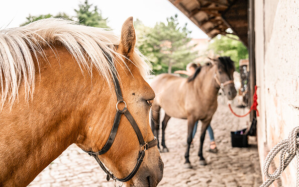 Pferdekultur in Hobrechtsfelde, Foto: Durant, Lizenz: Tourismusverein Naturpark Barnim