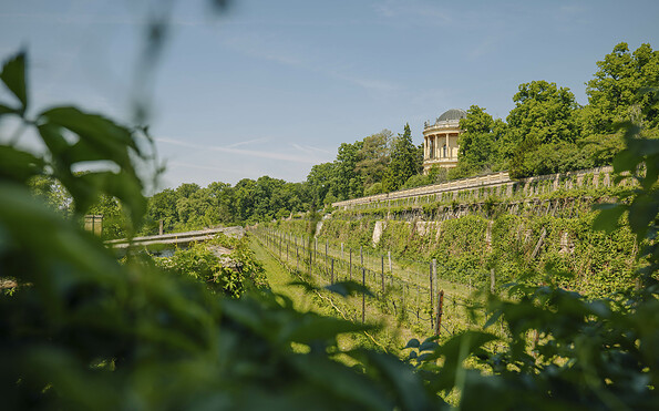 Königlicher Weinberg Potsdam, Foto: Julia Nimke, Lizenz: PMSG SPSG