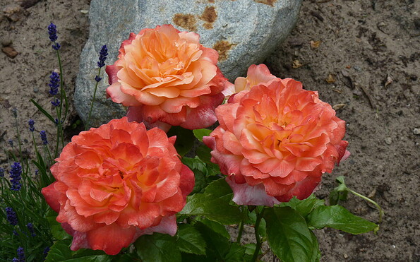 Rosen in voller Blüte, Foto: Petra Förster, Lizenz: Tourismusverband Dahme-Seenland e.V.