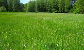 Foto: Dirk Krone, Lizenz: NaturSchutzFonds Brandenburg